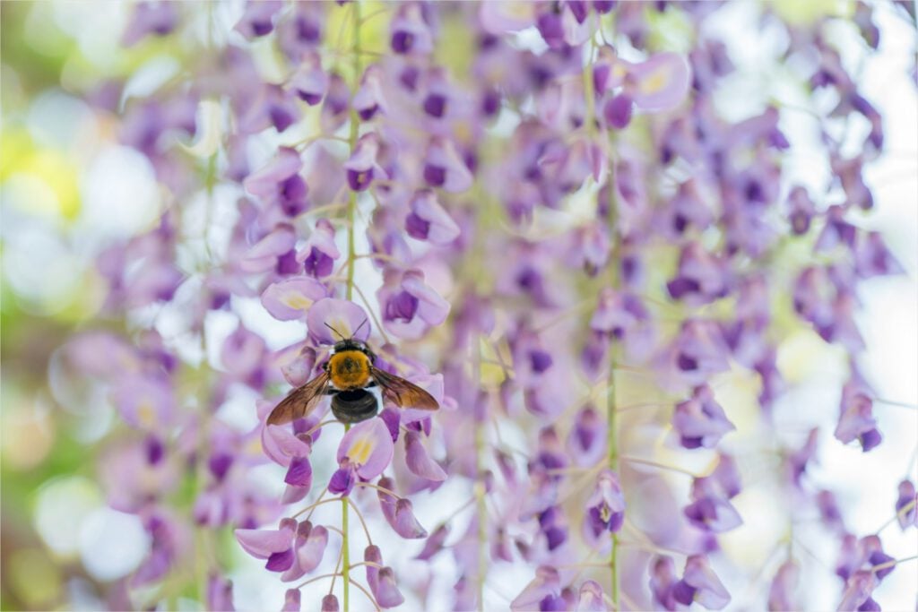 Bulbee resting a purple Chinese wisteria tree.