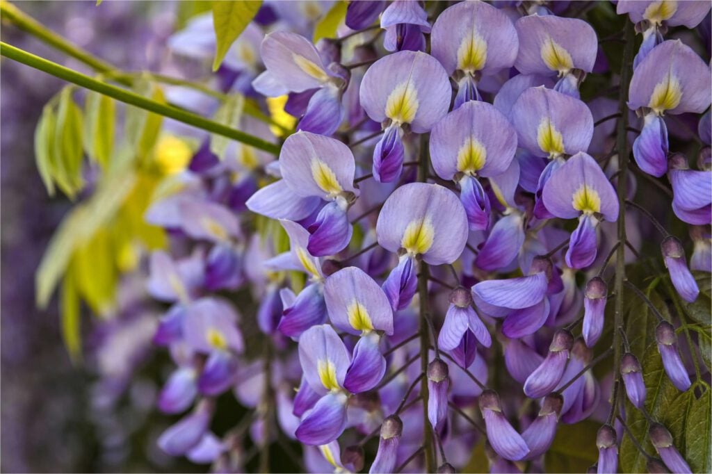 Up-close Shot of Chinese Wisteria Flowers Up-close photo of chinese wisteria.