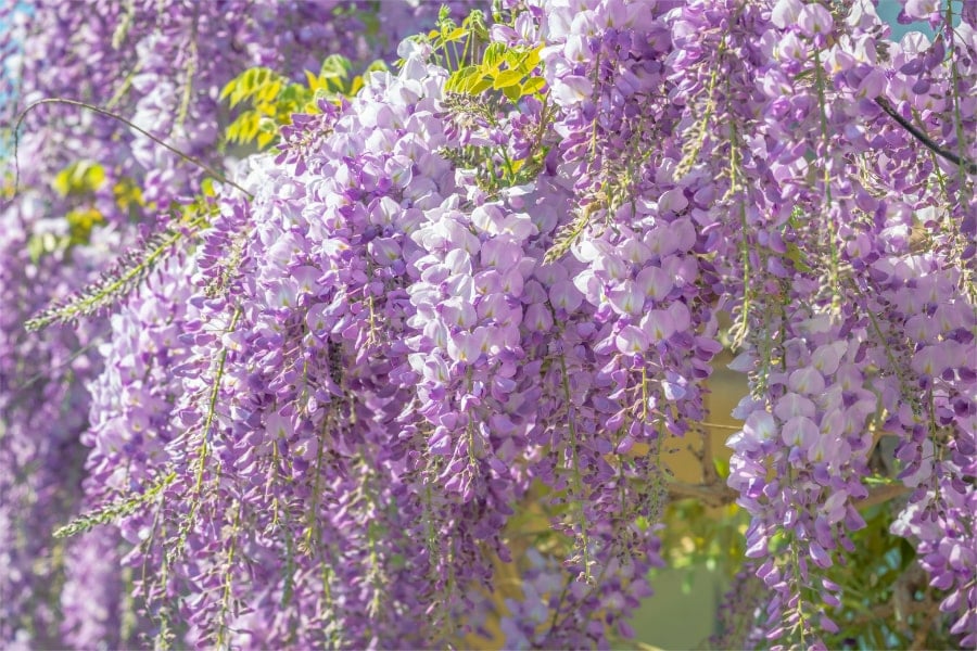 Chinese Wisteria - Image SEO Example Chinese wisteria plant in full bloom.